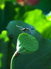 dragonfly is standing a lotus seed