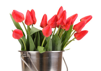 Beautiful tulips in bucket isolated on white