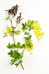 Laburnum anagyroides / Cytise aubour