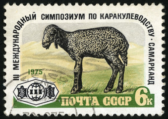 Karakul. Postage stamp of the USSR