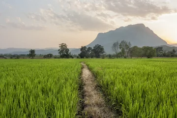 Fototapeten Path Through the Rice Fields © glowform