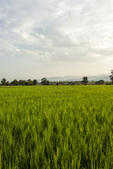 Fototapeta na wymiar Chiang Dao Rice Fields