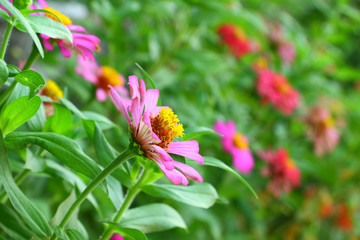 Pink zinnia