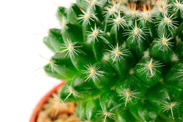 cactuses on white background