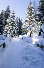 Fototapeta na wymiar Góra las sosnowy w zimowej scenerii