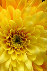 Close up van gele bloem aster, madeliefje