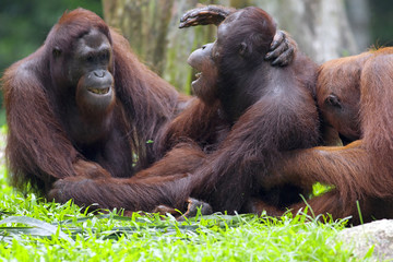 Borneo Orangutan