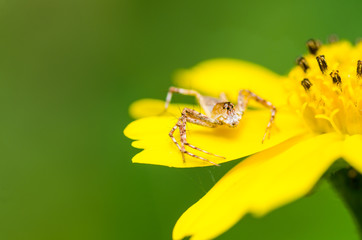 spider macro in nature