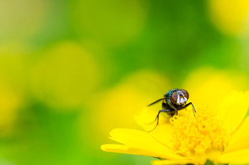 fly macro in green nature
