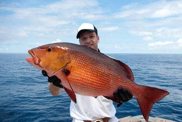 Poster Im Rahmen Glücklicher Fischer, der einen schönen roten Schnapper hält © sablin