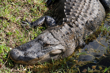 Alligator Head
