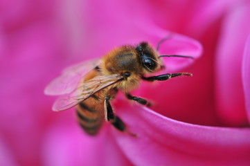 bee on pink flower