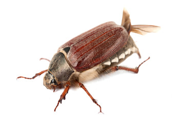 chafer isolated