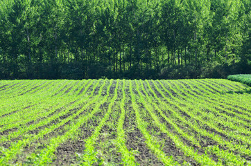 Fototapeta na wymiar Agricultural plants on field with green forest