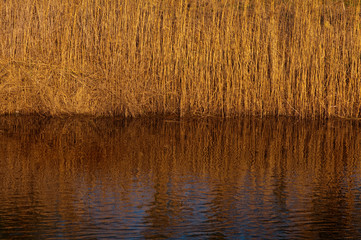 reed reflecton in river