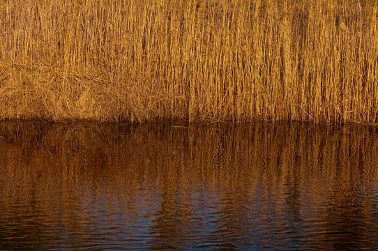 reed reflecton in river