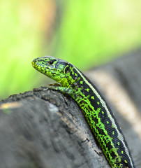 Green lizard macro shot