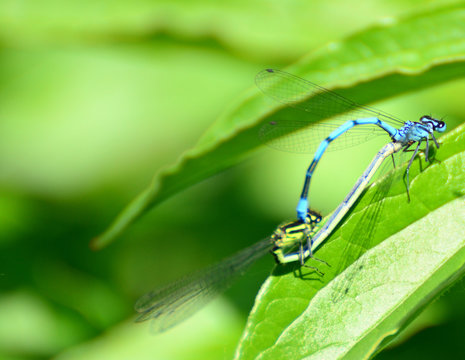 Dragonflies mating