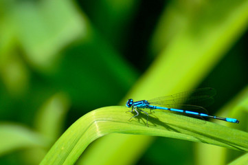 Blue dragonfly on green grass