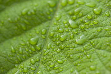 Feuille, nature, pluie, jardin, végétation, saison, plante