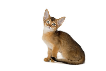 Katzen-Abessinier 0584