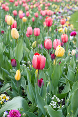 assorted colorful tulips on flowerbed