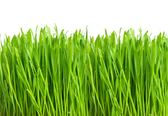 Fototapeta premium fresh green grass with water drops