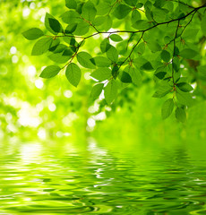 Obrazy na Plexi  Zielone liście