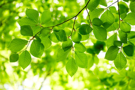 Fototapeta Green leaves background
