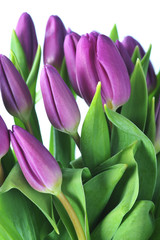 violet tulips