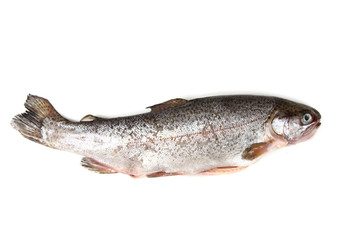 trout fish