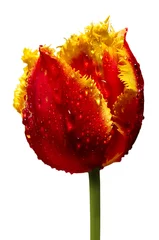 Stickers pour porte Tulipe tulipan
