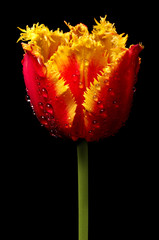 Panele Szklane Podświetlane  tulipan