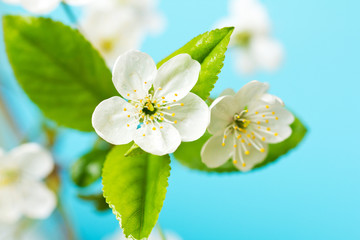 White cherry blossoms.