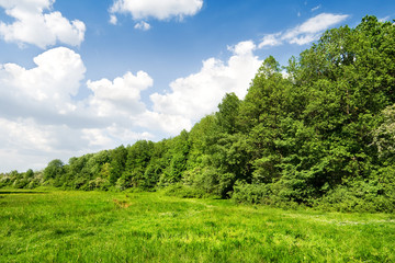 Green forest under blue sky with clouds
