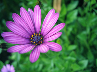 Purple Flower
