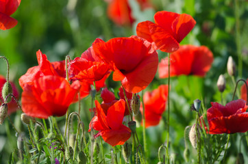 Obraz premium Papaver rhoeas