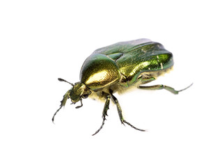 Rose chafer (cetonia aurata) isolated on white background