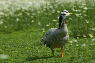 Goose