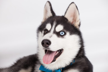 Husky in studio