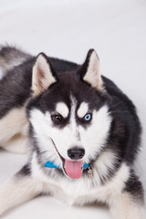 Husky in studio