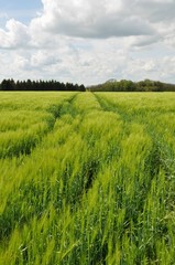 Fototapeta premium Vert