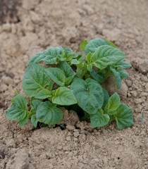 plant of potato