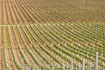 Beautiful rows of young grapes in the countryside vineyard