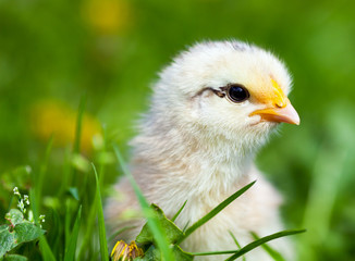 Cute baby chick in grass