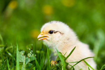 Cute baby chick in grass