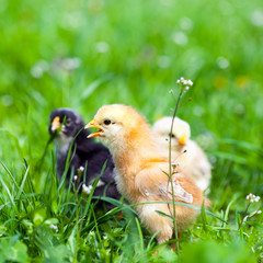 Group of baby chicks in grass