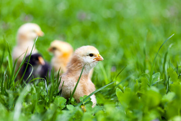 Group of baby chicks in grass
