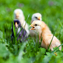 Group of baby chicks in grass