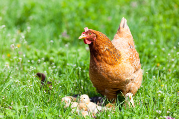 Chicken with babies